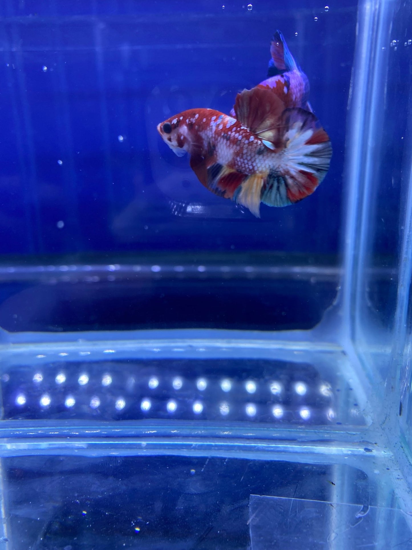 BuyKoi Nemo Copper HMPK Betta - Premium Bettas Canada