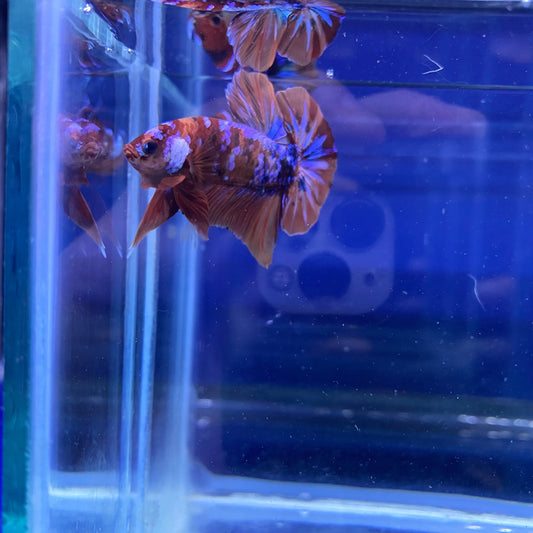 BuyKoi Nemo Galaxy HMPK - Premium Bettas Canada