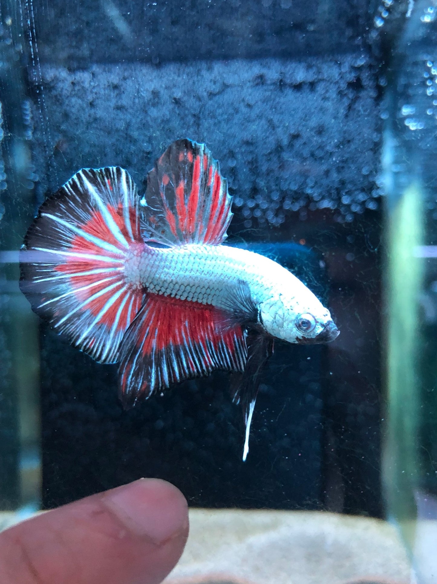 BuyBlack red dragon betta Hmpk - Premium Bettas Canada