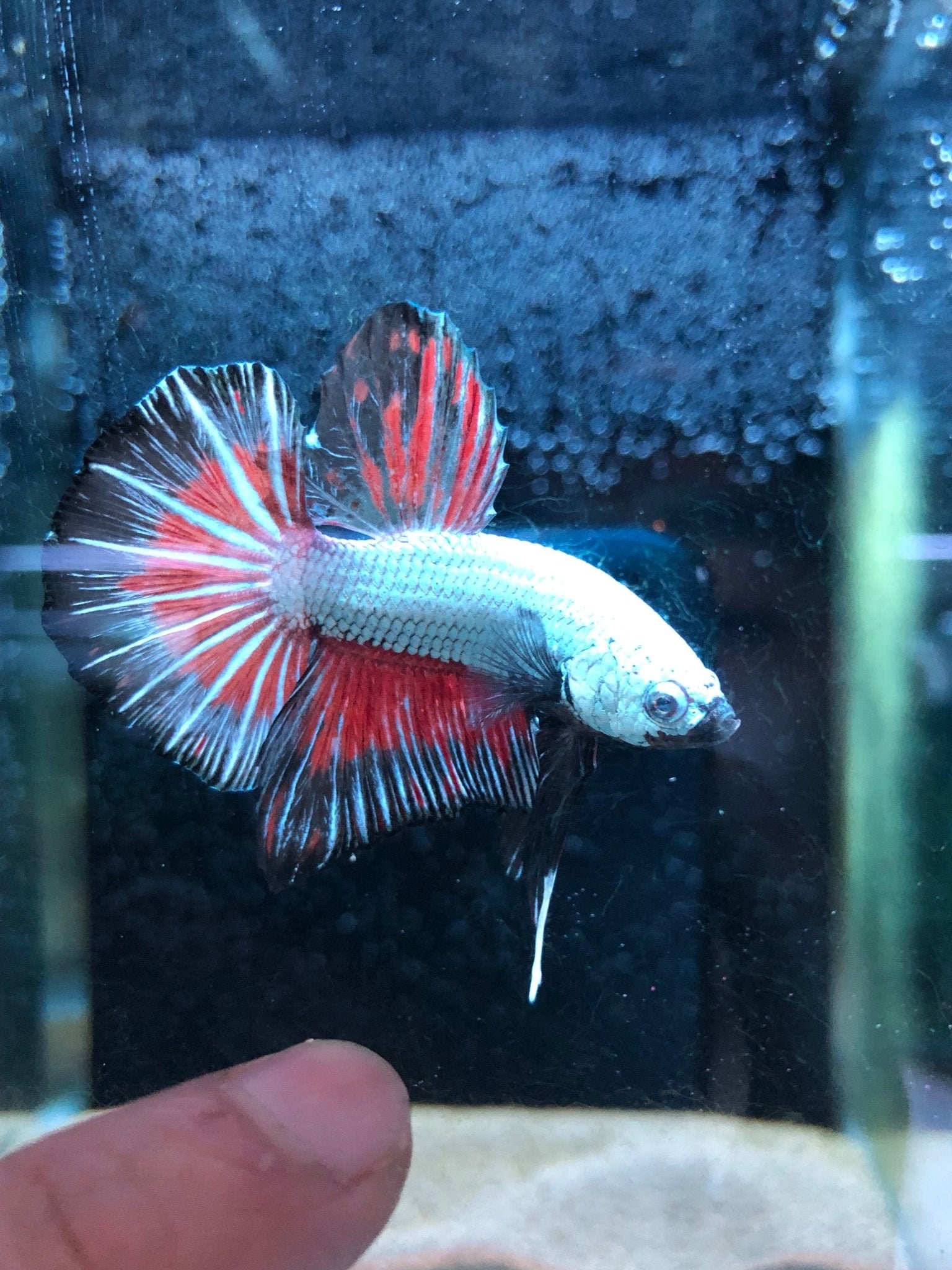 BuyBlack red dragon betta Hmpk - Premium Bettas Canada