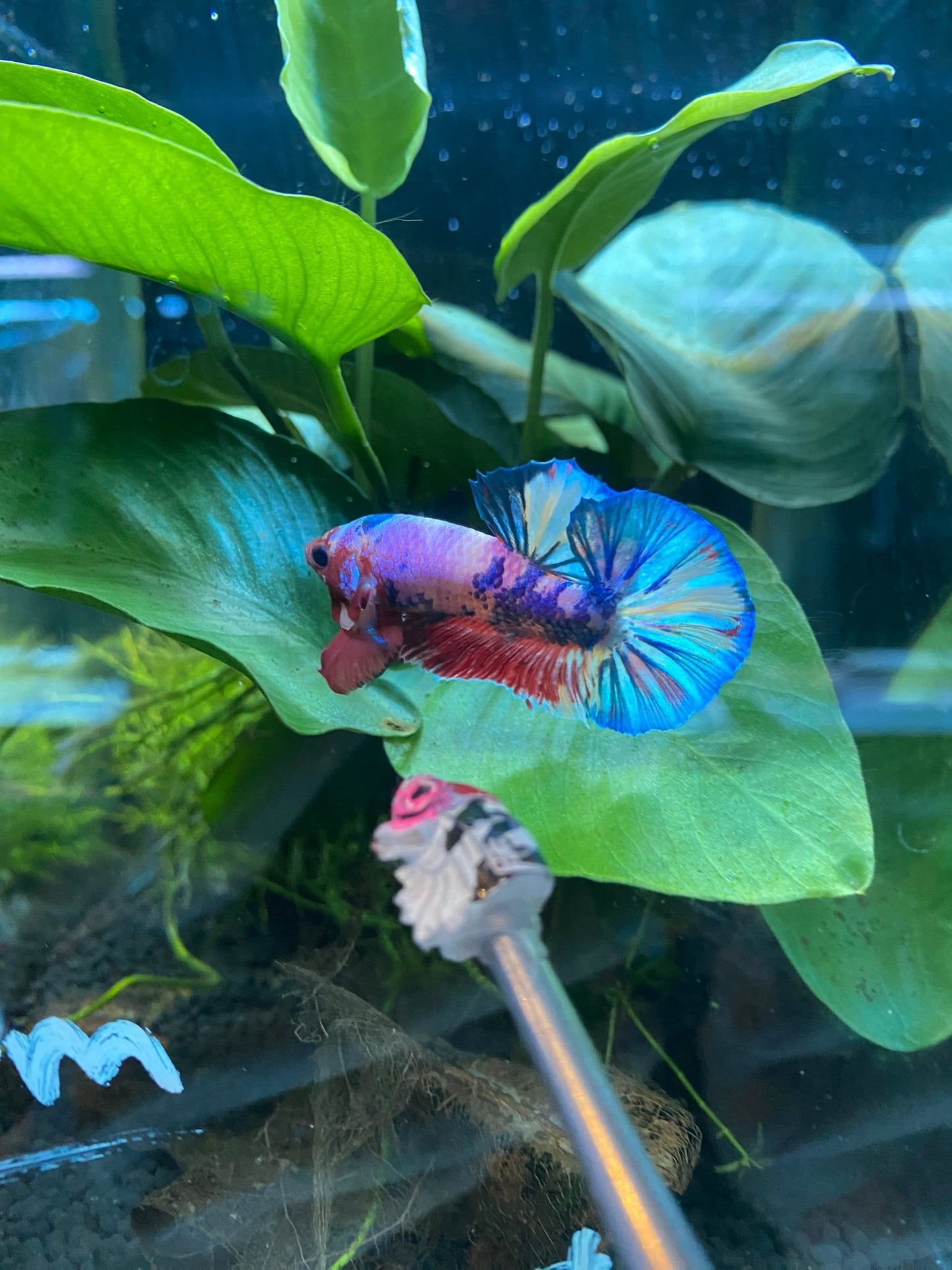 BuyCandy Nemo HMPK Betta KCB 01 - Premium Bettas Canada