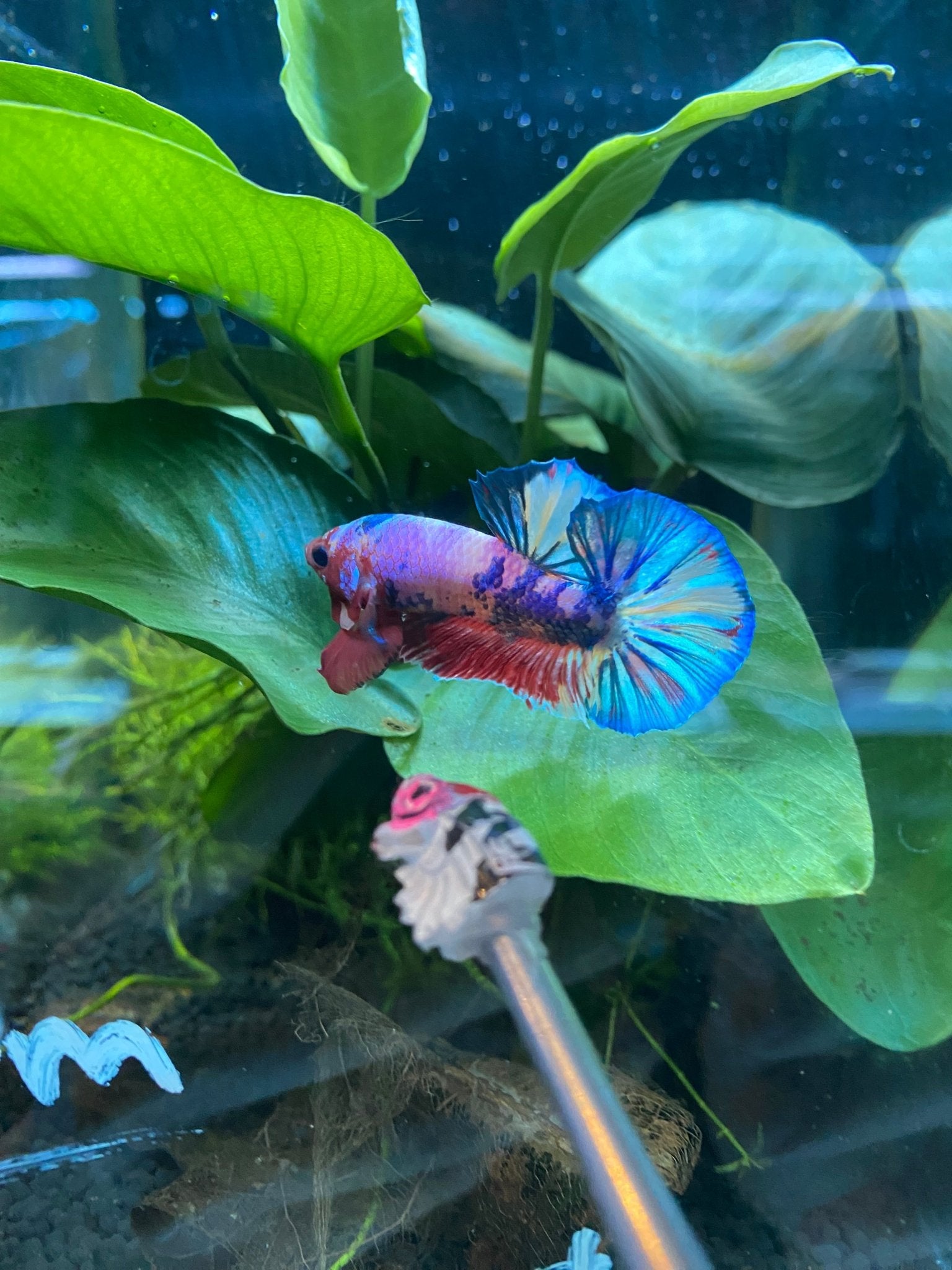 BuyCandy Nemo HMPK Betta KCB 01 - Premium Bettas Canada