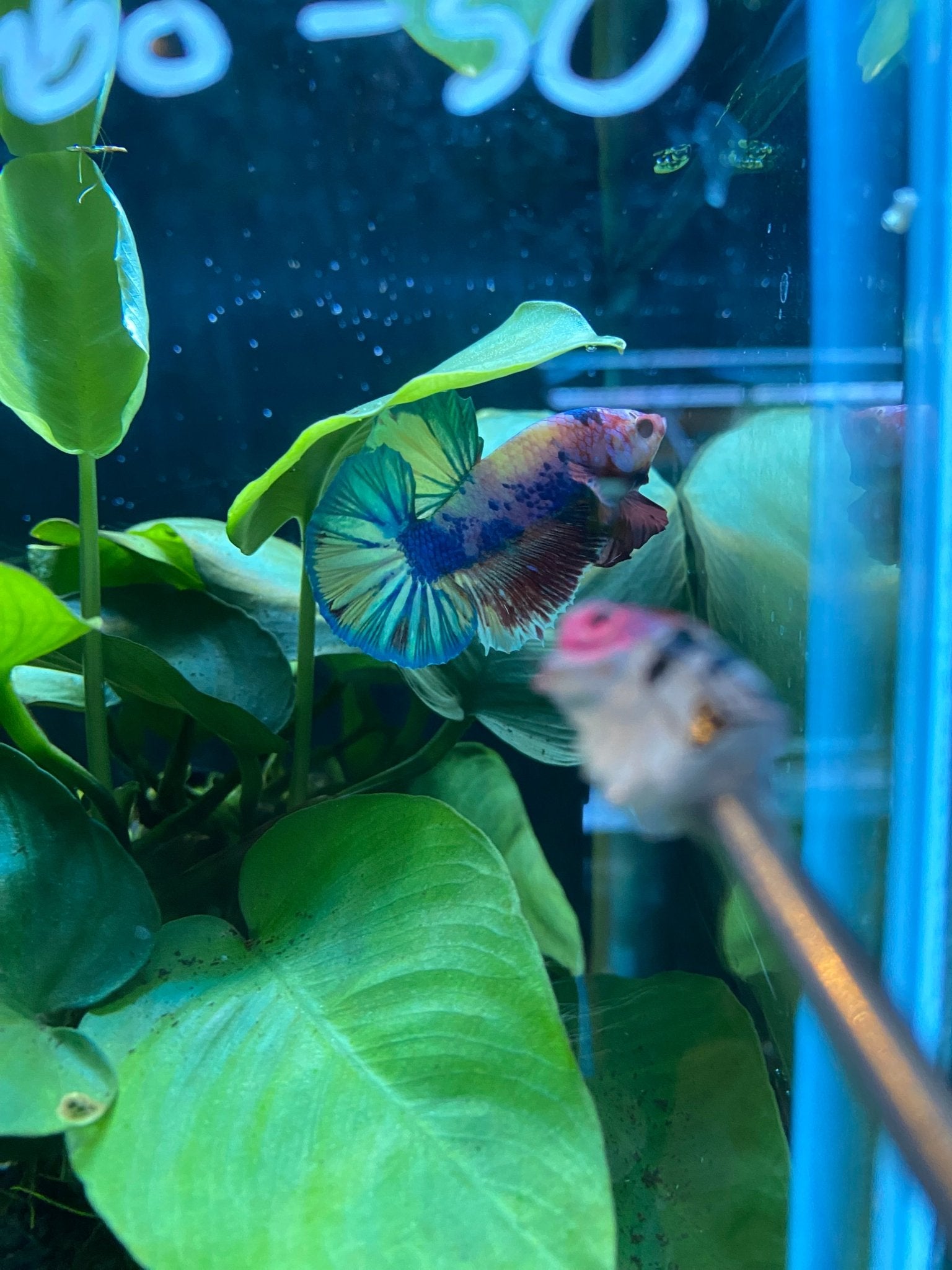 BuyCandy Nemo HMPK Betta KCB 01 - Premium Bettas Canada