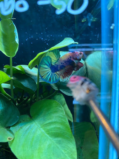 BuyCandy Nemo HMPK Betta KCB 01 - Premium Bettas Canada