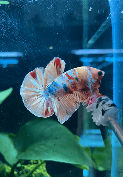 BuyHMPK Koi Betta - Premium Bettas Canada