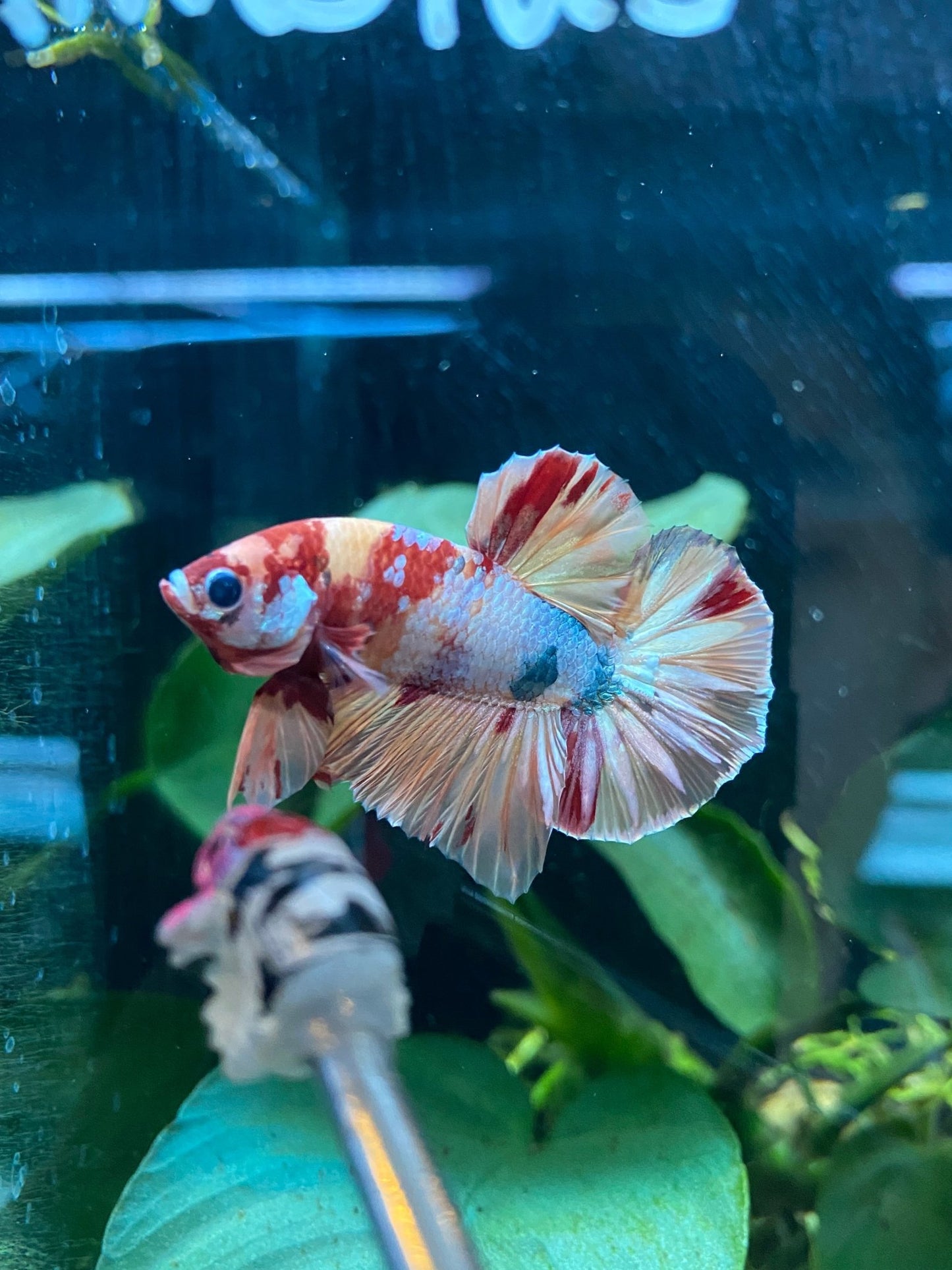 BuyHMPK Koi Betta - Premium Bettas Canada