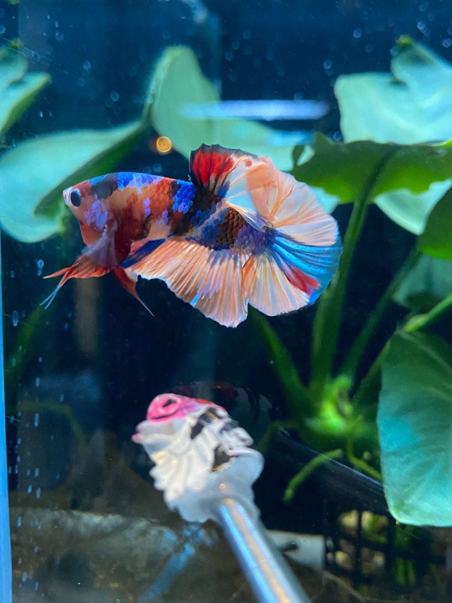 BuyHMPK Koi Multi Betta - Premium Bettas Canada