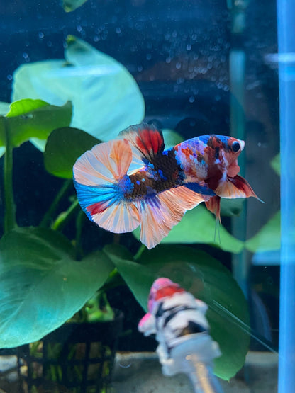 BuyHMPK Koi Multi Betta - Premium Bettas Canada