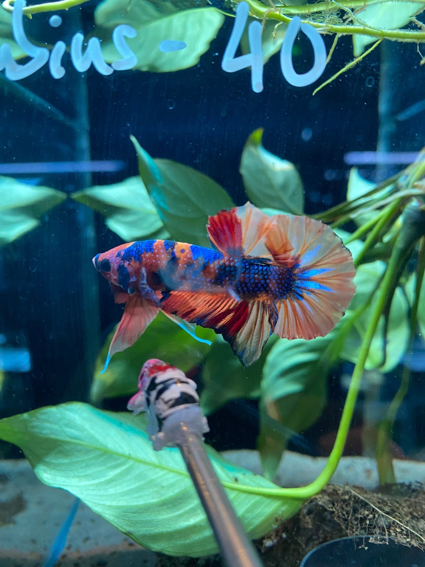 BuyHMPK Koi Nemo Metallic Betta - Premium Bettas Canada