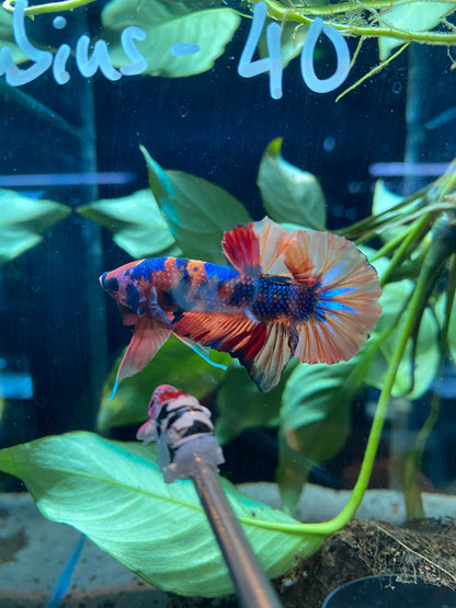 BuyHMPK Koi Nemo Metallic Betta - Premium Bettas Canada