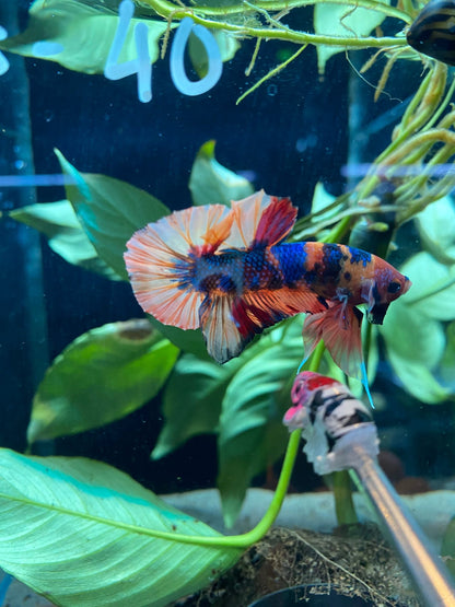 BuyHMPK Koi Nemo Metallic Betta - Premium Bettas Canada