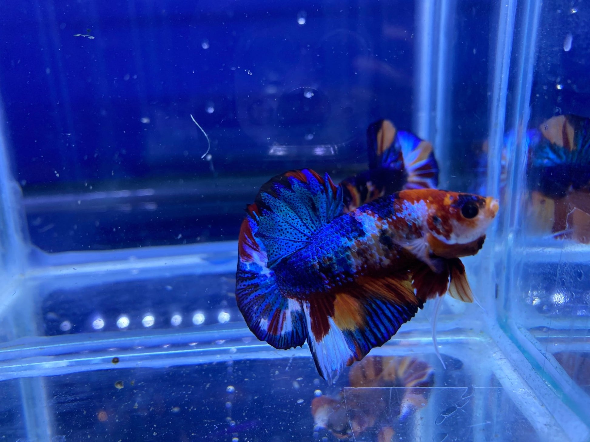 BuyKoi Metallic HMPK - Premium Bettas Canada