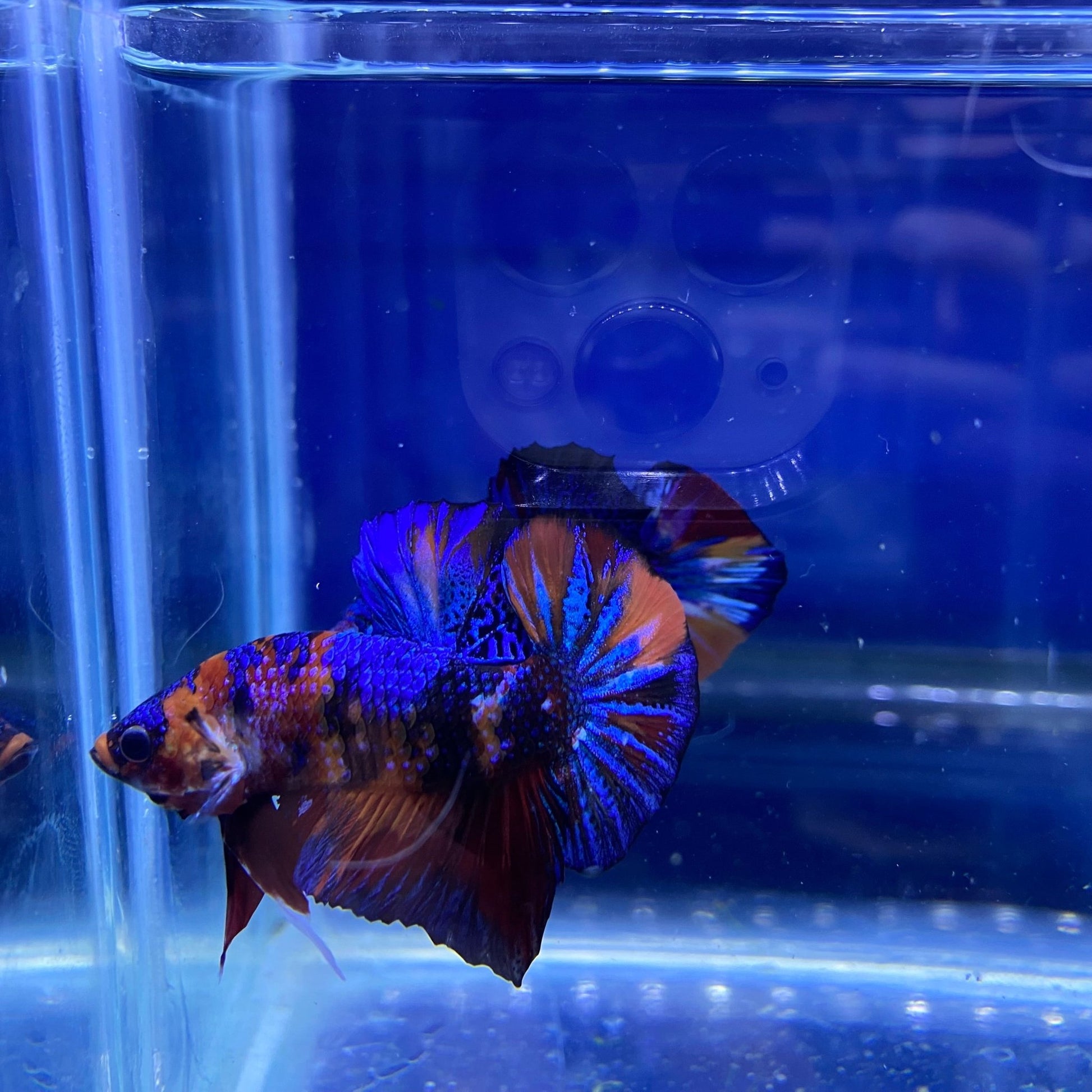 BuyKoi Metallic HMPK - Premium Bettas Canada