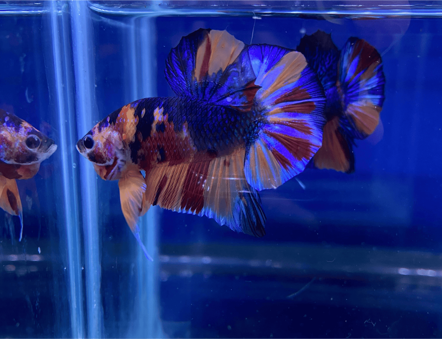 BuyKoi Metallic HMPK - Premium Bettas Canada