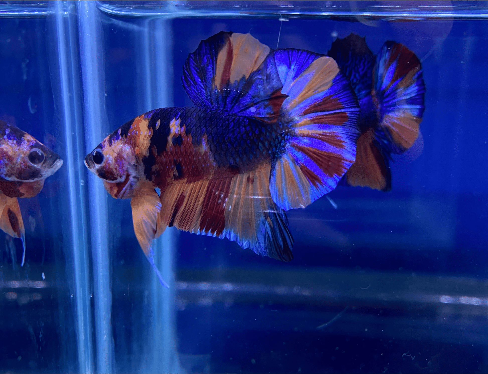 BuyKoi Metallic HMPK - Premium Bettas Canada