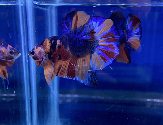 BuyKoi Metallic HMPK - Premium Bettas Canada