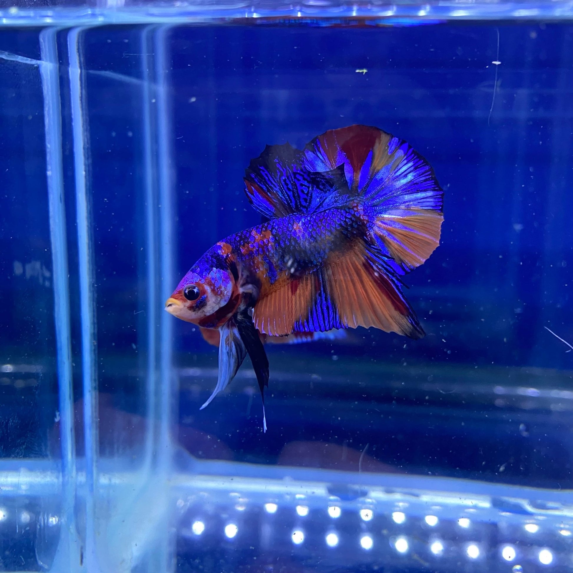 BuyKoi Metallic HMPK - Premium Bettas Canada