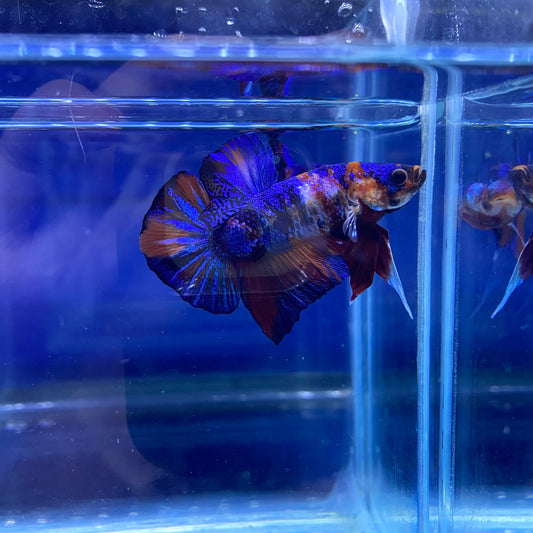 BuyKoi Metallic HMPK - Premium Bettas Canada