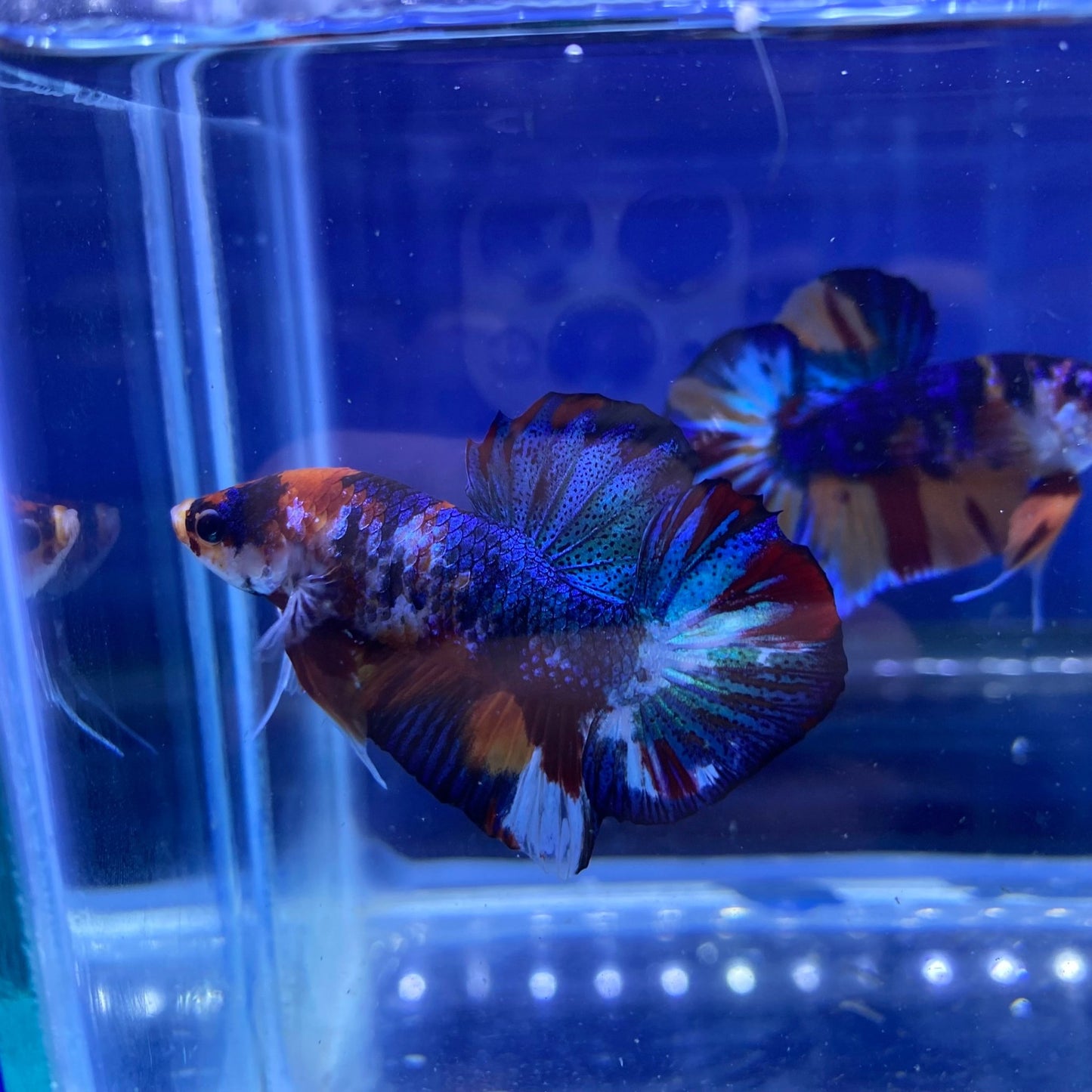 BuyKoi Metallic HMPK - Premium Bettas Canada