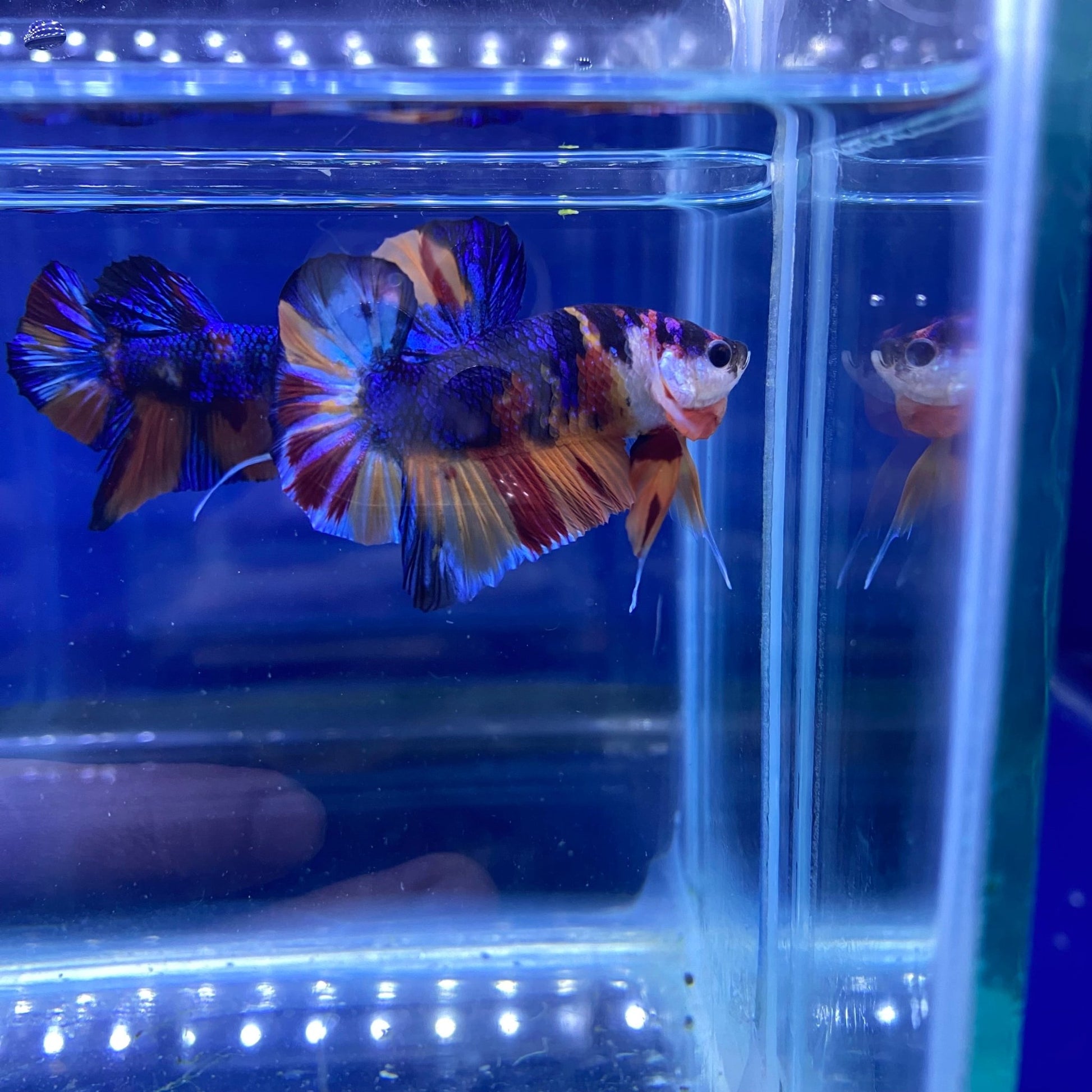 BuyKoi Metallic HMPK - Premium Bettas Canada