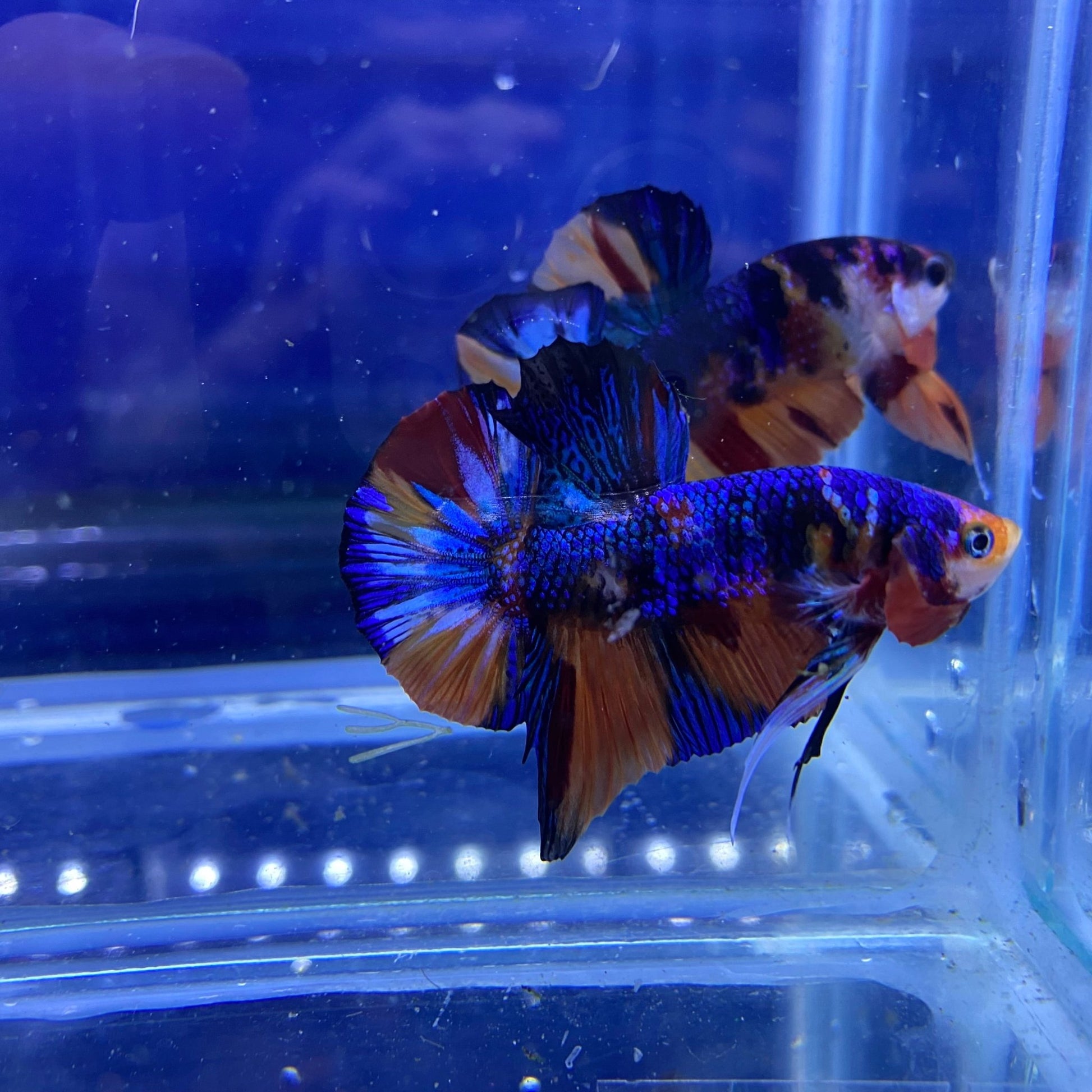 BuyKoi Metallic HMPK - Premium Bettas Canada
