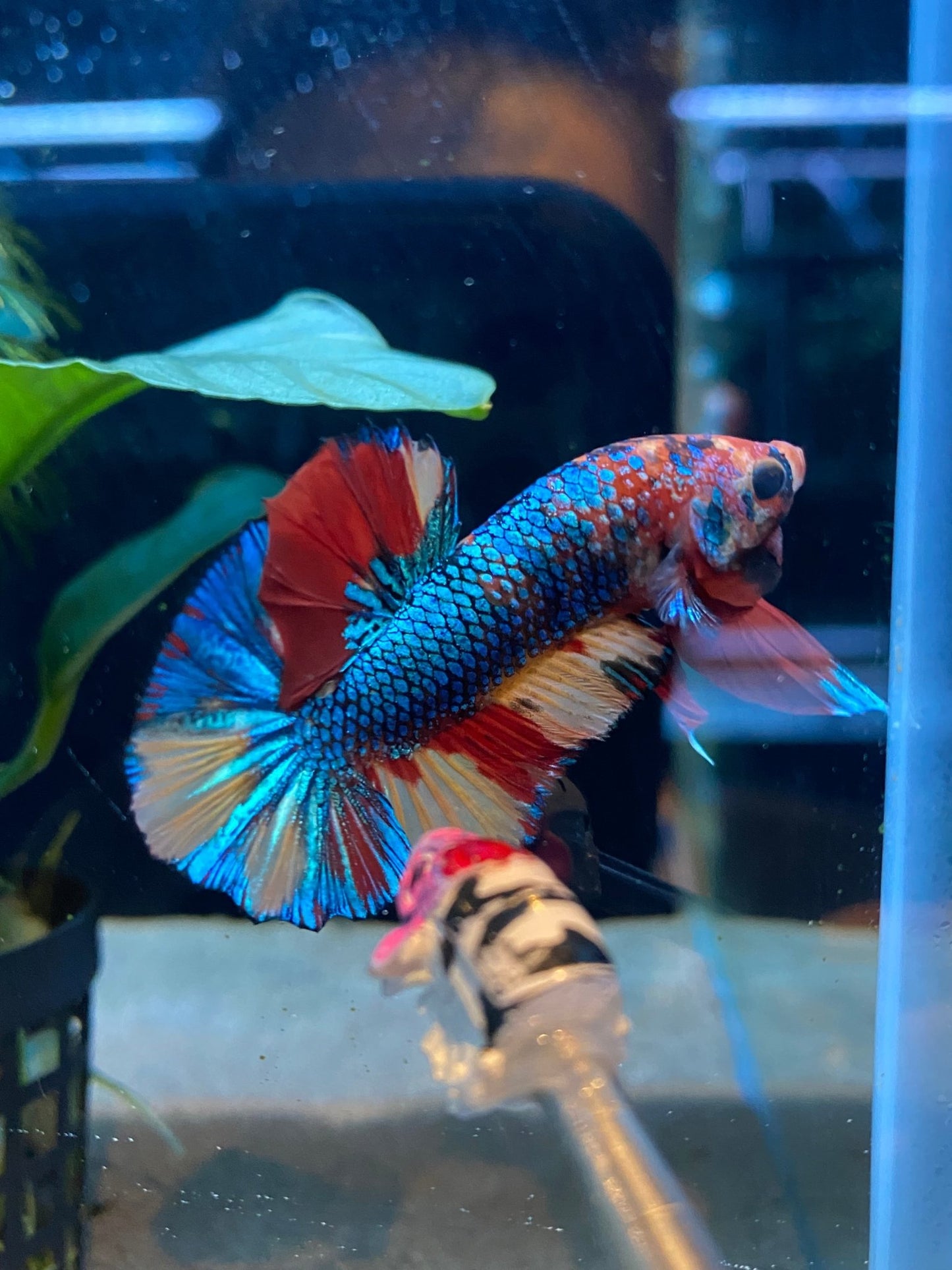 BuyKoi Metallic HMPK Betta - Premium Bettas Canada