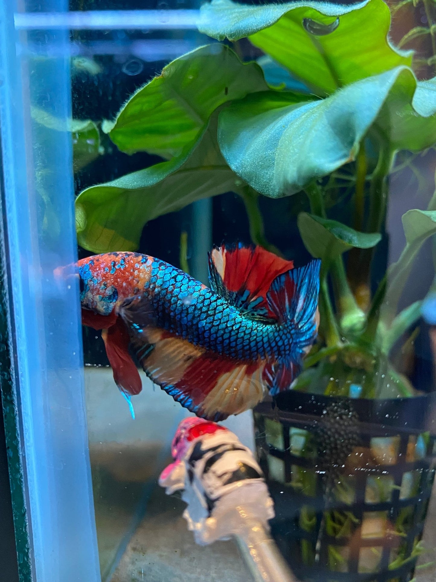 BuyKoi Metallic HMPK Betta - Premium Bettas Canada