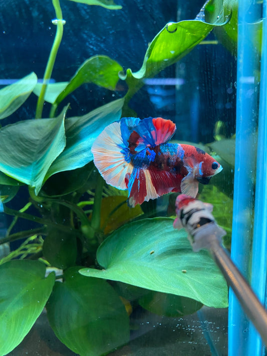 BuyKoi Multi Betta - Premium Bettas Canada