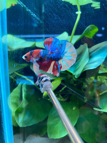BuyKoi Multi Betta - Premium Bettas Canada