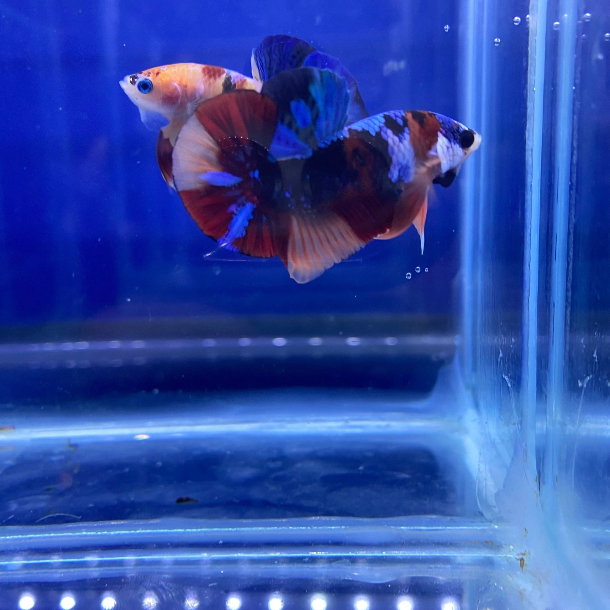 BuyKoi Nemo Black Base HMPK Betta - Premium Bettas Canada