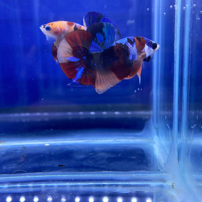 BuyKoi Nemo Black Base HMPK Betta - Premium Bettas Canada