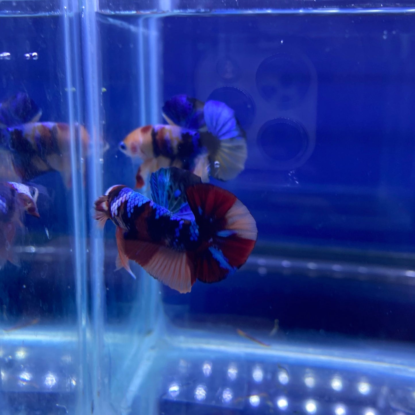 BuyKoi Nemo Black Base HMPK Betta - Premium Bettas Canada