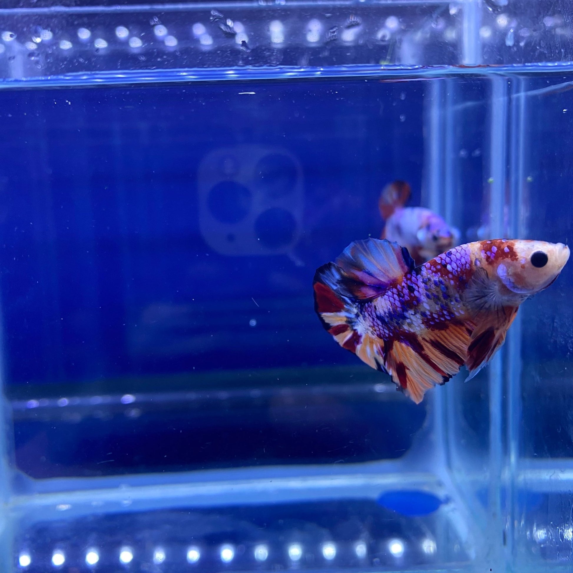 BuyKoi Nemo Candy HMPK - Premium Bettas Canada