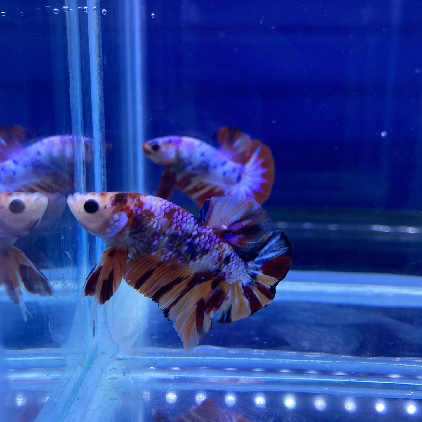 BuyKoi Nemo Candy HMPK - Premium Bettas Canada