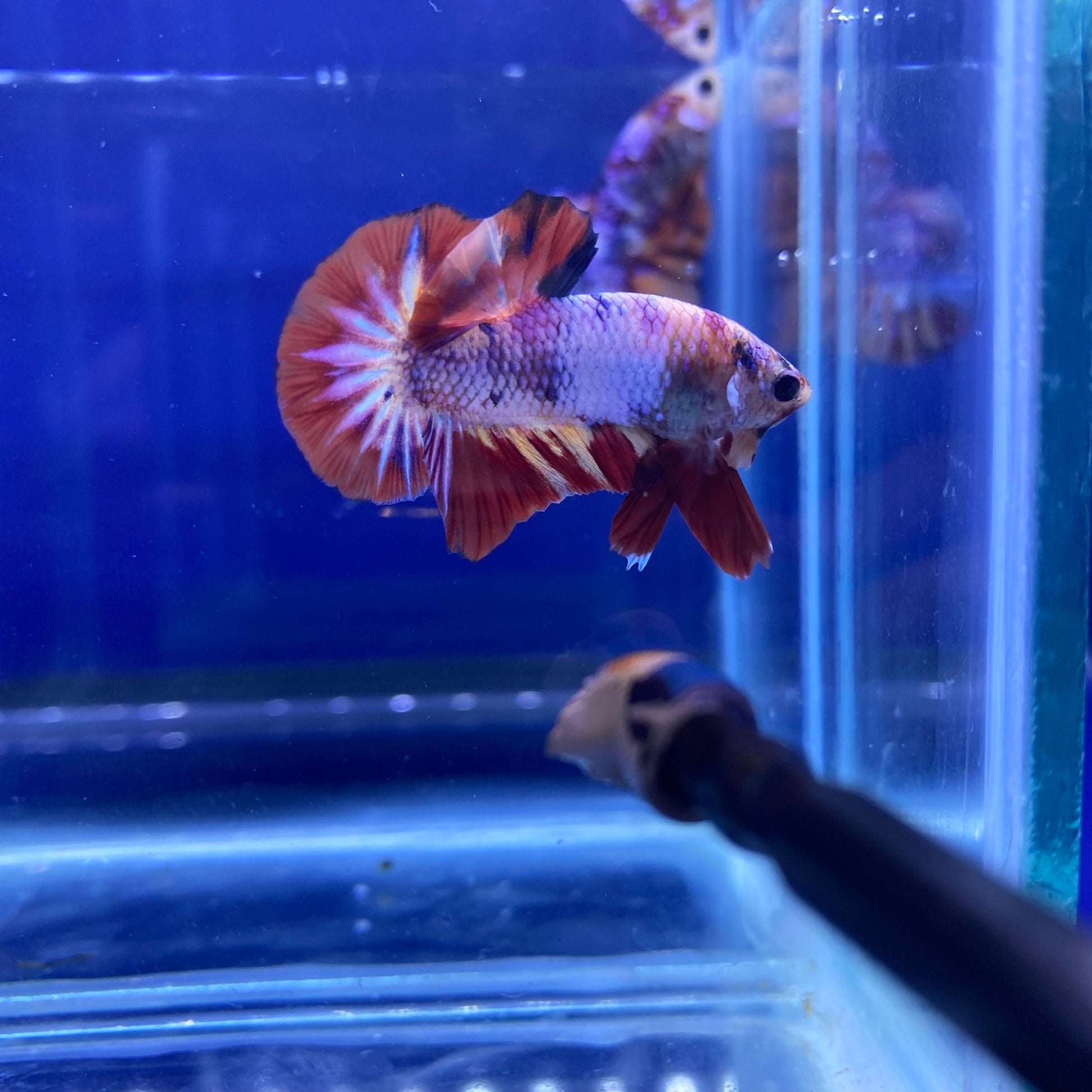 BuyKoi Nemo Candy HMPK Betta - Premium Bettas Canada