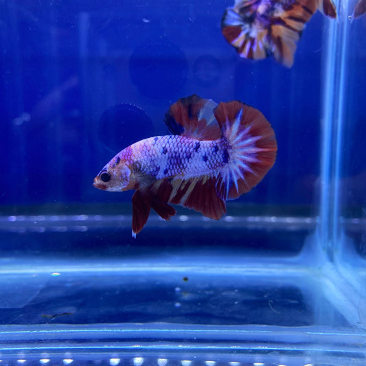 BuyKoi Nemo Candy HMPK Betta - Premium Bettas Canada