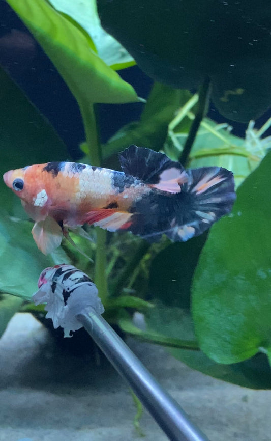 BuyKoi Nemo Copper Betta Hmpk - Premium Bettas Canada