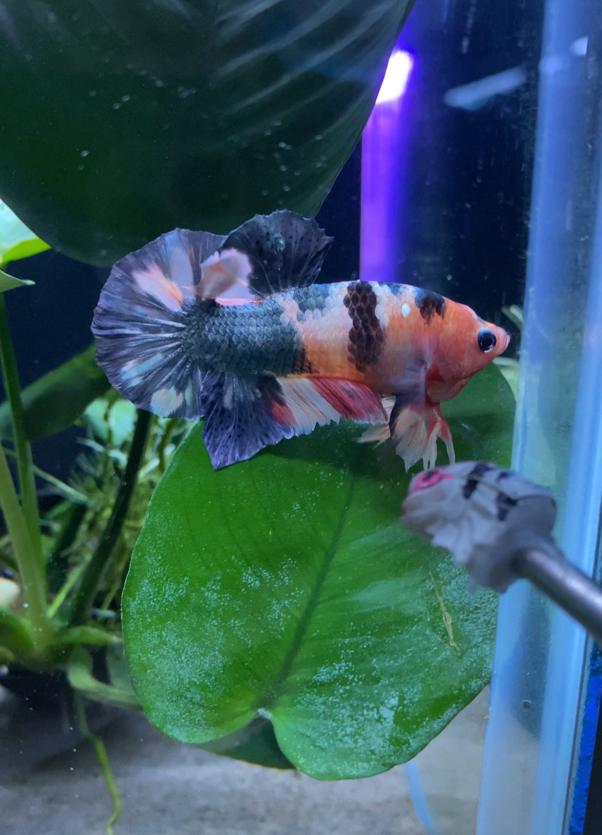 BuyKoi Nemo Copper Betta Hmpk - Premium Bettas Canada