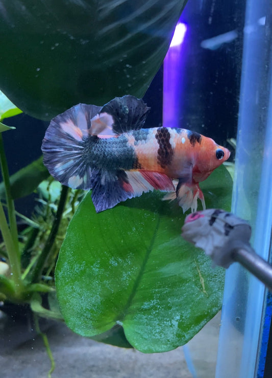 BuyKoi Nemo Copper Betta Hmpk - Premium Bettas Canada