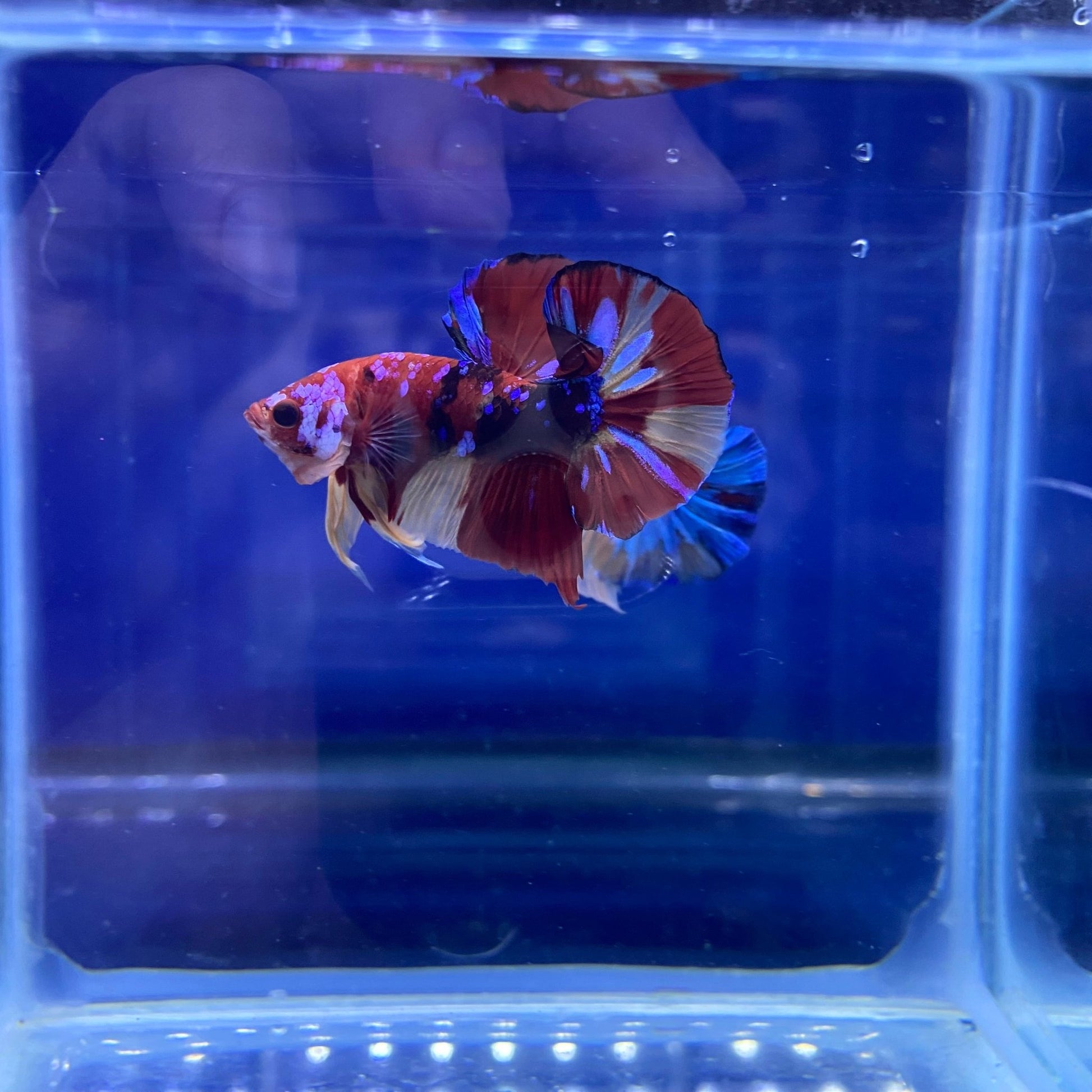 BuyKoi Nemo Galaxy - Premium Bettas Canada