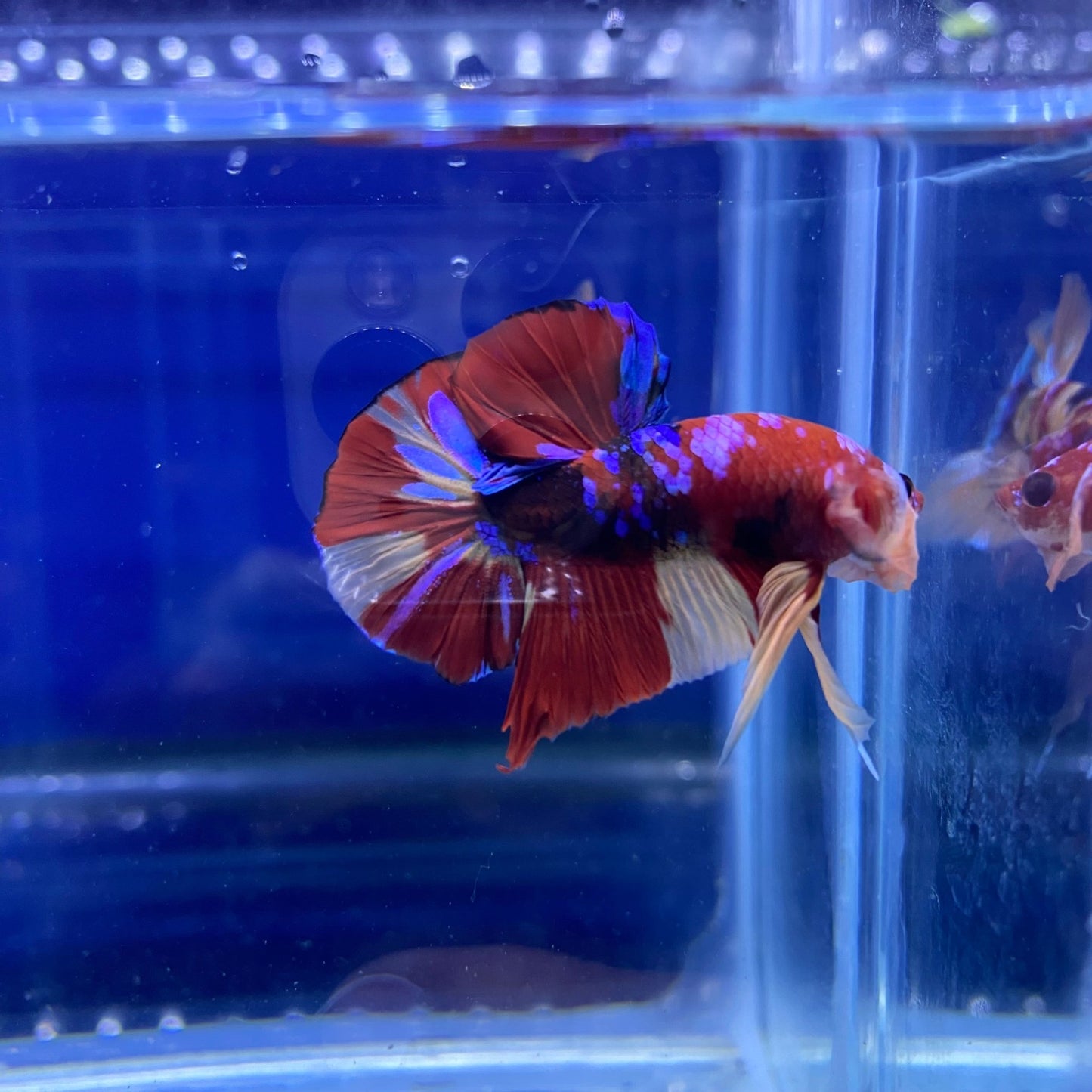 BuyKoi Nemo Galaxy - Premium Bettas Canada