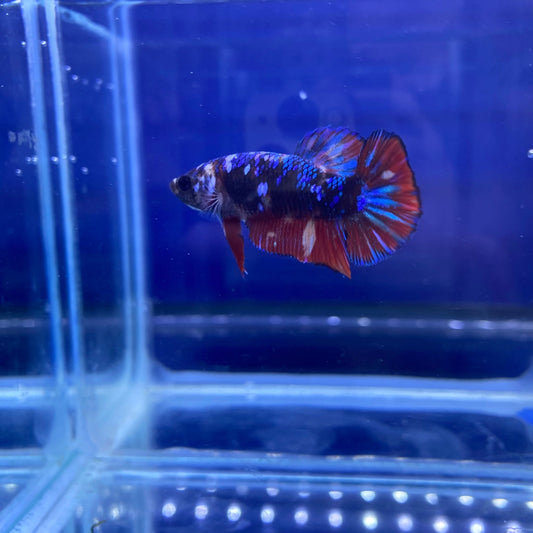 BuyKoi Nemo Galaxy Female Betta HMPk - Premium Bettas Canada