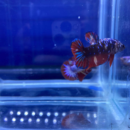 BuyKoi Nemo Galaxy Female Betta HMPk - Premium Bettas Canada