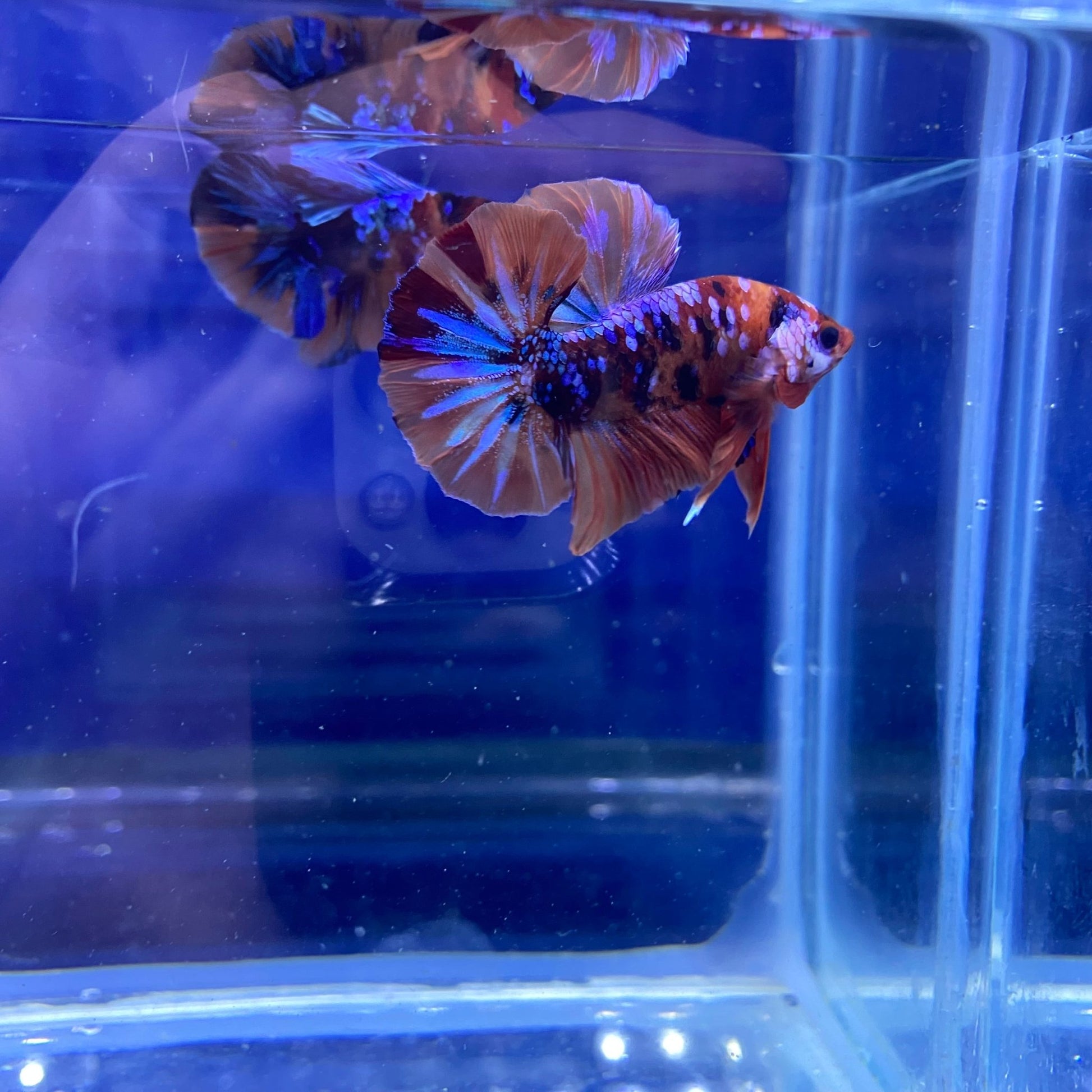 BuyKoi Nemo Galaxy HMPK - Premium Bettas Canada