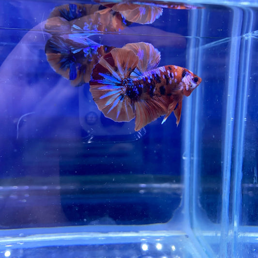 BuyKoi Nemo Galaxy HMPK - Premium Bettas Canada