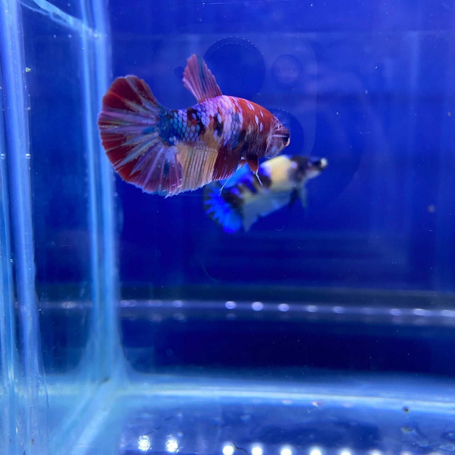 BuyKoi Nemo Galaxy HMPK Betta - Premium Bettas Canada