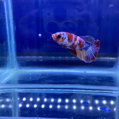 BuyKoi Nemo Galaxy HMPK Betta - Premium Bettas Canada