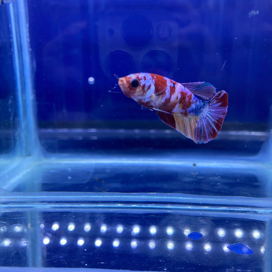 BuyKoi Nemo Galaxy HMPK Betta - Premium Bettas Canada