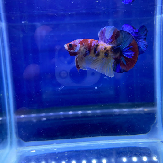 BuyKoi Nemo HMPK - Premium Bettas Canada