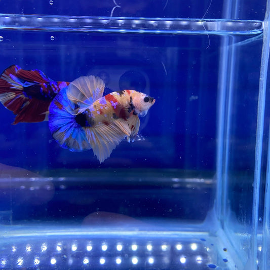 BuyKoi Nemo HMPK - Premium Bettas Canada